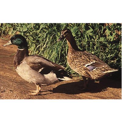 Ducks at Tractor Supply Co.