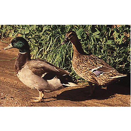 Hoover S Hatchery Mallard Ducks 10 Count Baby Ducklings At Tractor Supply Co,Turkey Legs Meme