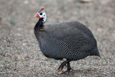 Hoover's Hatchery Live French Pearl Guineas, 10 ct.