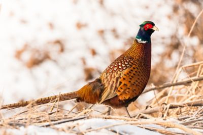 Hoover's Hatchery Live Chinese Ringneck Pheasants, 10 ct.