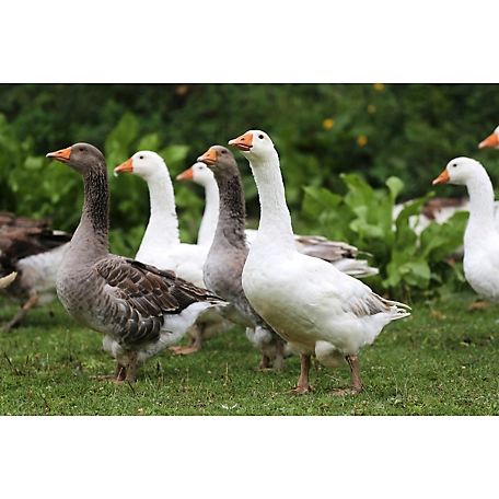Hoover's Hatchery Live Mixed Geese Assortment, 10 ct.