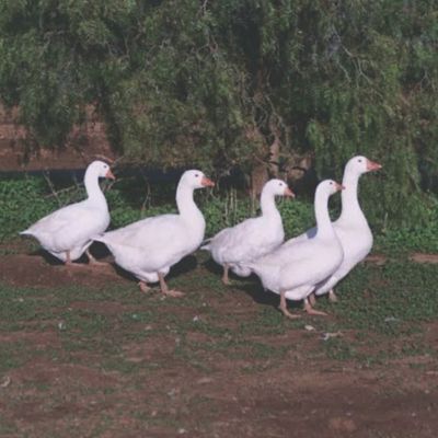 Hoover's Hatchery Live Embden Geese, 10 ct.