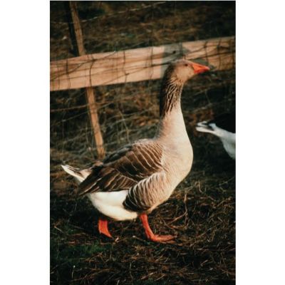 Hoover's Hatchery Live Toulouse Geese, 10 ct.