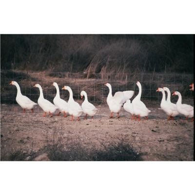 Hoover's Hatchery Live White Chinese Geese, 10 ct.
