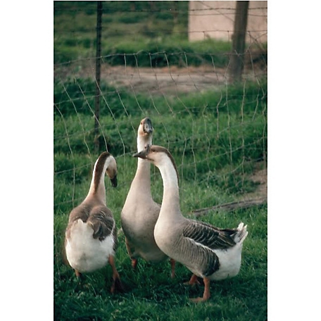 Hoover's Hatchery Live African Geese, 10 ct.
