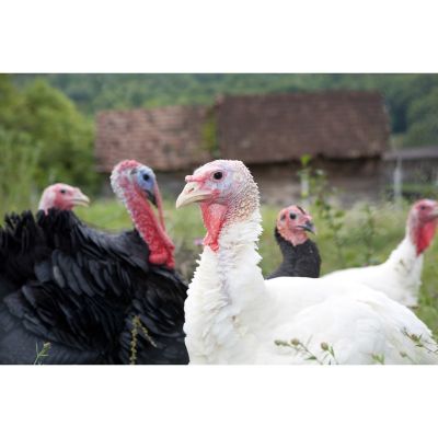 Hoover's Hatchery Live Assorted Domestic Turkeys, 10 ct.