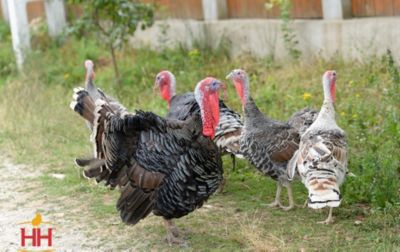 Image showing  Live Assorted Domestic Turkeys, 10 ct.