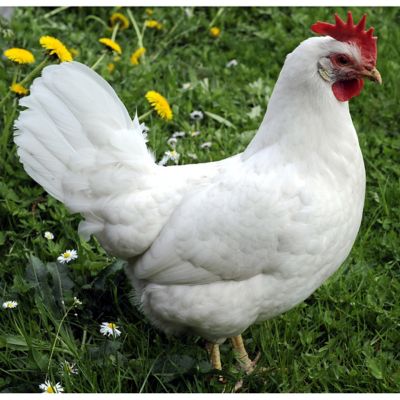 White leghorn rooster vs hen