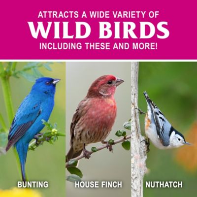 Image showing  Fruit and Nut Wild Bird Food Stacker, 8.5 oz.