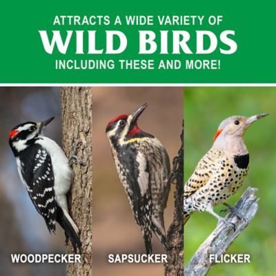 Image showing  Woodpecker Wild Bird Food Stacker, 8 oz.