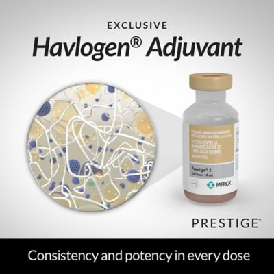 Image showing  4 Horse Vaccine, 1 Dose