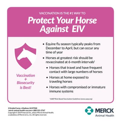 Image showing  4 Horse Vaccine, 1 Dose