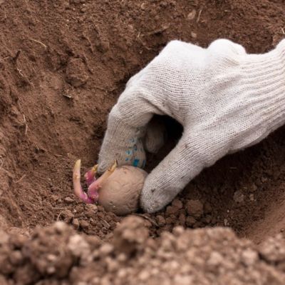 Image showing  Planter and Furrower Attachment for Creating Raised Beds or Tilling Narrow Areas