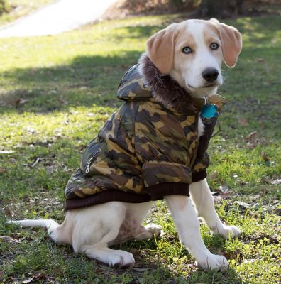 Image showing  Classic Metallic Fashion Insulated Dog Coat with Removable Hood