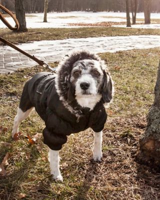 Image showing  Classic Metallic Fashion Insulated Dog Coat with Removable Hood