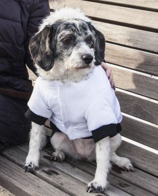 Image showing  Aspen Winter-White Insulated Fashion Pet Parka