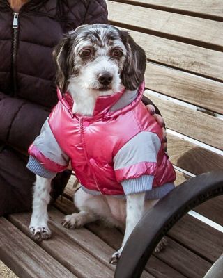 Image showing  Vintage Aspen Insulated Sporty Dog Ski Jacket