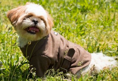 Image showing  Galore Back-Buckled Fashion Wool Dog Jacket