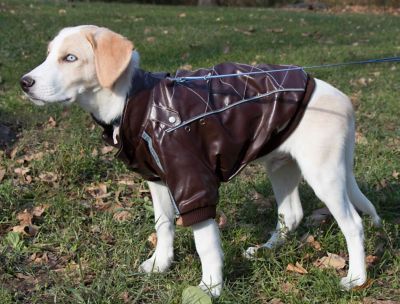 Image showing 5 th Pet Life Wuff-Rider Fashion Suede Stitched Dog Jacket