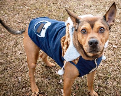 Image showing  Snowadayz Pom Pom Hooded Fashion Dog Jacket