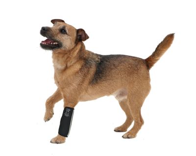 Image showing  Extreme-Neoprene Joint Protective Reflective Sleeves for Dogs and Cats