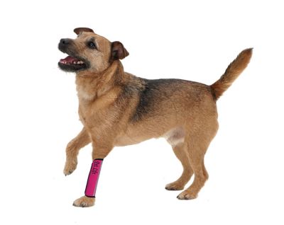 Image showing  Extreme-Neoprene Joint Protective Reflective Pet Sleeve, Medium, Pink
