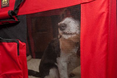 Image showing 5 th Pet Life Folding Deluxe 360-Degree Vista View PVC House Pet Crate