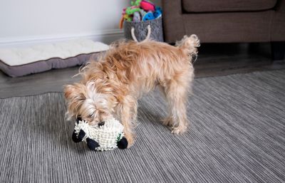 Image showing  Fuzzy Wuzzy Lamb with Chew Guard Dog Toy, Small
