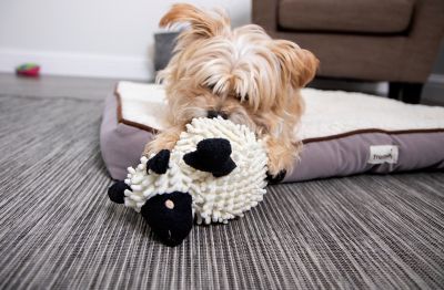 Image showing 5 th goDog Fuzzy Wuzzy Lamb with Chew Guard Dog Toy, Small