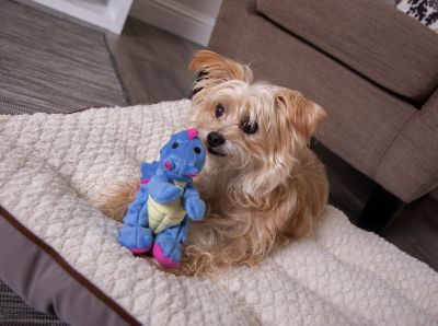 Image showing  Dragons Squeaky Plush Dog Toy, Chew Guard Technology - Periwinkle, Small