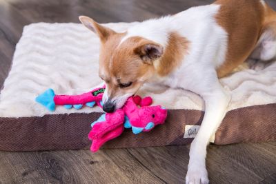 Image showing 5 th goDog Dragons Squeaky Plush Dog Toy, Chew Guard Technology - Pink, Small