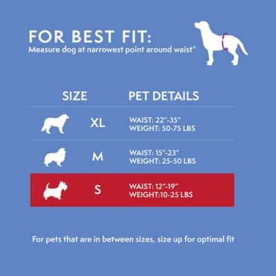 Image showing  Small Reusable Dog Diaper