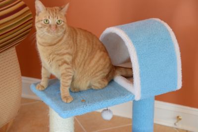 Image showing  Sky Blue 29" Real Wood Cat Tree With Scratcher And Tunnel For Squeeze, Snoozing And Hiding, B2903