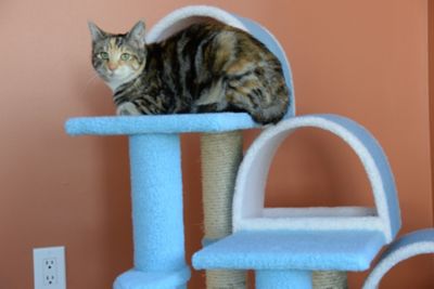 Image showing  38 in. High Ivory Cat Step Stairs Ramp Real Wood Cat Scratcher