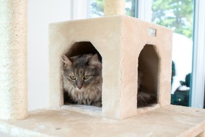 Image showing  74 in. Real Wood Cat Tree with Seven Levels, Beige