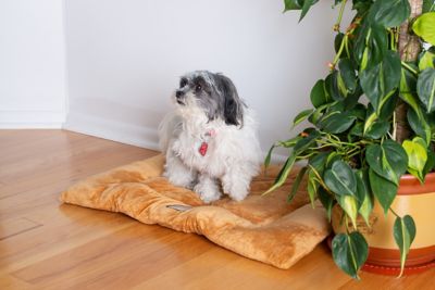 Image showing  Washable Crate Bed Poly Fill Cushion Pet Bed Mat Small And Medium Pets