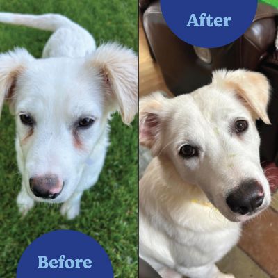 Image showing  Gentle Tear Stain Remover Wipes for Dogs, 100 ct.