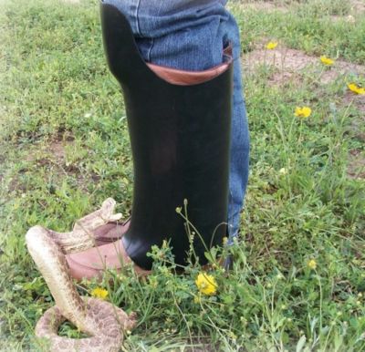 Image showing  Plastic Snake Guard Shields