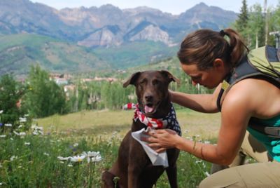 Image showing  Adventure Wipes for Dogs