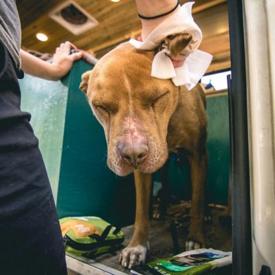 Image showing 6 th Adventure Medical Kits Adventure Wipes for Dogs