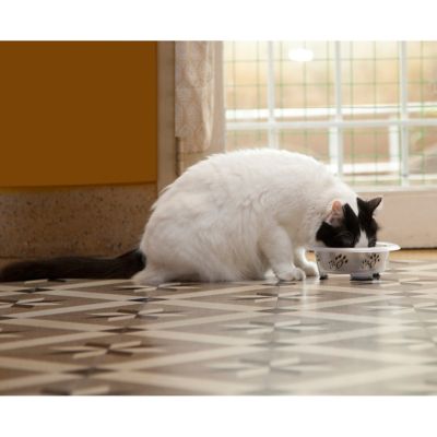 Image showing  Color Splash Designer Oval-Shaped Non-Skid Stainless Steel Fusion Pet Bowl, 1-Pack, 52403