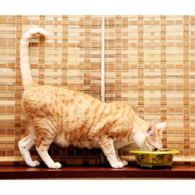 Image showing  Color Splash Designer Oval-Shaped Non-Skid Stainless Steel Fusion Pet Bowl, 1 pk., 52403