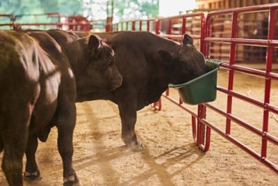 Image showing  15 gal. Portable Gate Livestock Feeder
