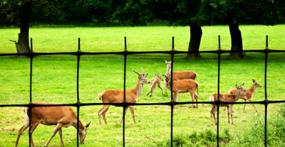 Image showing  165 ft. x 8 ft. Deer Fence Select C-Flex, Black