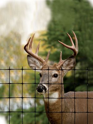 Image showing  330 ft. x 8 ft. Deer Fence Select Netting, Black, 1.77 in. x 1.97 in. Mesh