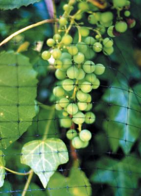 Image showing  500 ft. x 14 ft. Ornex LM Bird Netting, Black, 0.79 in. x .79 in. Mesh