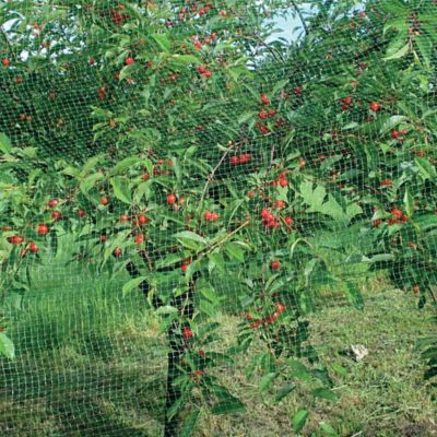 Image showing  1,000 ft. x 14 ft. Ornex LM Bird Netting, Black, 0.79 in. x .79 in. Mesh