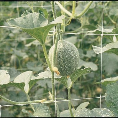 Image showing  3,280 ft. x 36 in. Hortonova Trellis Netting, White, 5.9 in. x 5.9 in. Mesh