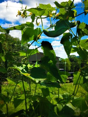 Image showing 5 th Tenax 3,280 ft. x 36 in. Hortonova Trellis Netting, White, 5.9 in. x 5.9 in. Mesh