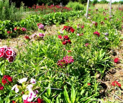 Image showing  250 ft. x 4 ft. Hortonova Trellis Netting, White, 5.9 in. x 5.9 in. Mesh